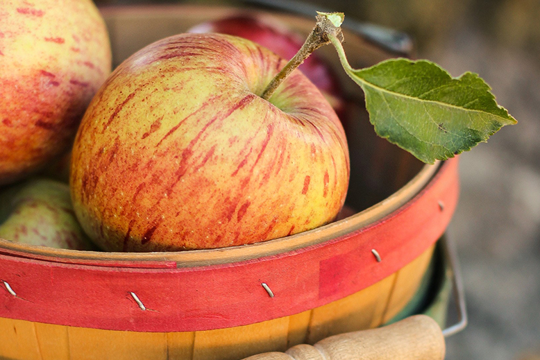 りんごの品種や選び方のポイントとは 長持ちさせる方法も紹介します Reach Stock リーチストック
