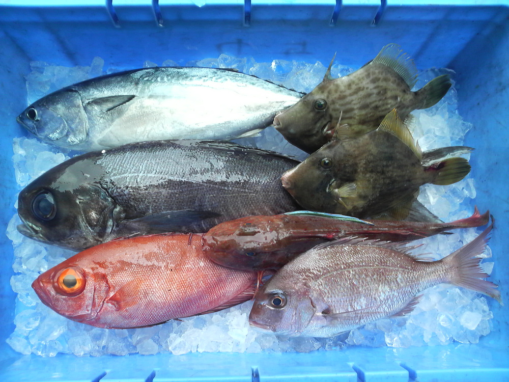 長崎 県 漁 連 鮮魚 ボックス