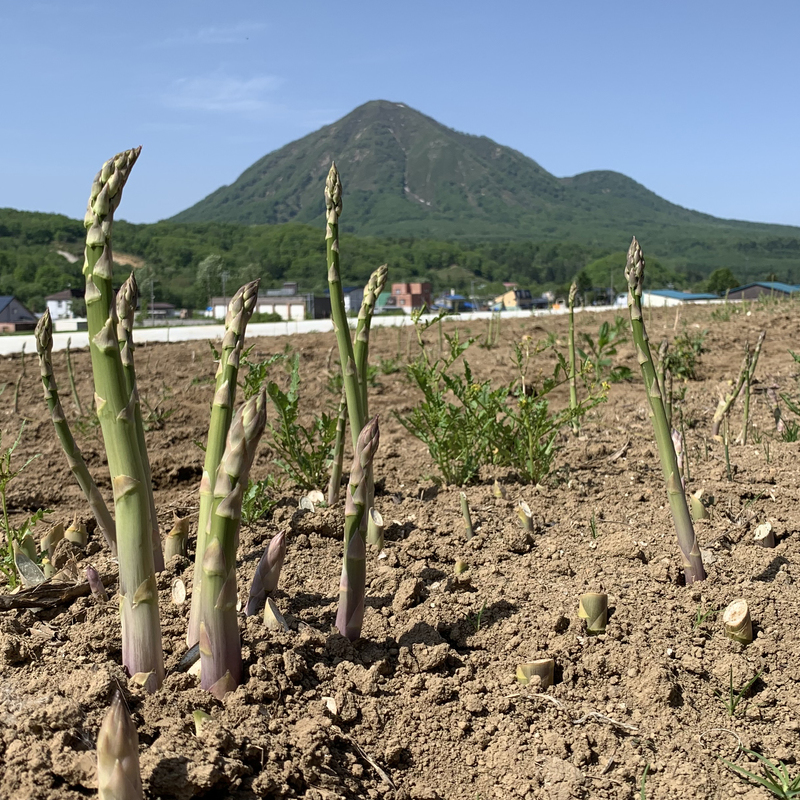 予約受付中 グリーンアスパラガス アスパラ栽培発祥の地 北海道喜茂別町 食材詳細 Reach Stock リーチストック